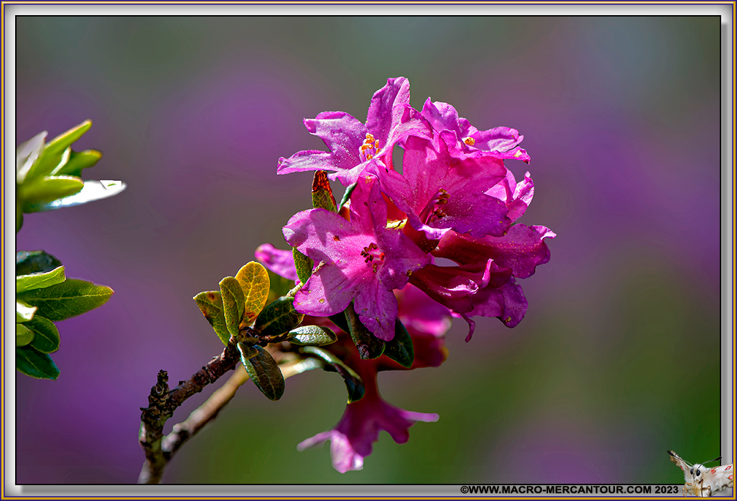 Rhodendrons